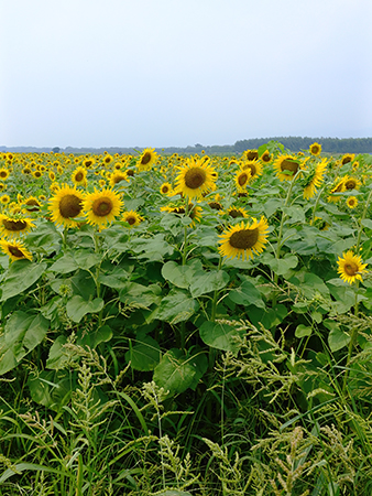 250704a 善入寺島 向日葵 2025