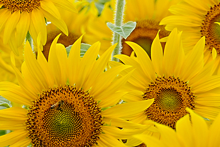 DSC00013 善入寺島　向日葵 2025 ②