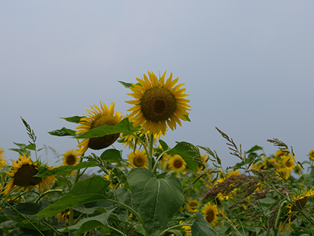 DSCG0012 善入寺島 向日葵 2025