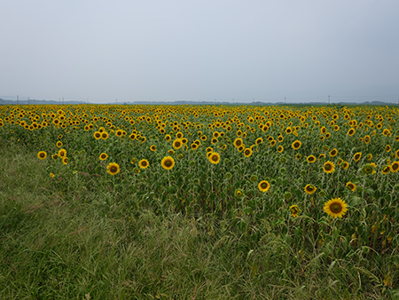 DSCG0035 善入寺島 向日葵 2025