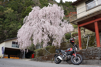 桜ソロツー2016