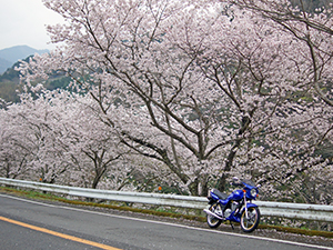 桜ソロツー2013